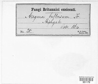 Phragmidium bulbosum image